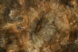 Polished Petrified Wood (Araucaria) Round - Madagascar #376814-1